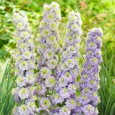 Delphinium highlander crystal - delphinium,