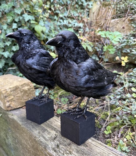 Taxidermy crow not - x,