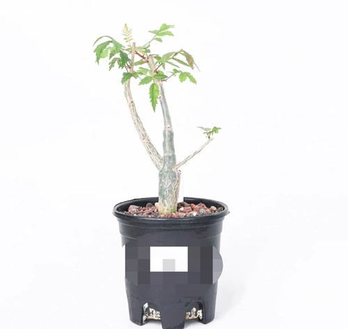 Pot 12cm bursera - 12cm, ariensis