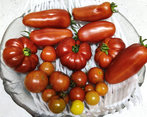 Organic tomato plants - 5x,
