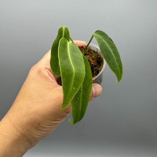 Anthurium warocqueanum queen - anthurium,