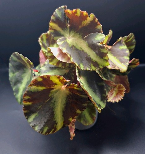 Begonia cleopatrae terrarium - begonia,