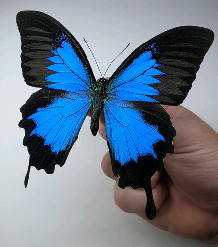 Papilio ulysees a2 set - papilio, a-/a2