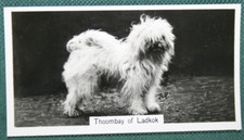 TIBETAN TERRIER   Show Champion   Vintage 1939 Photo Card