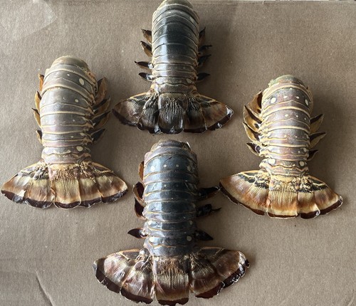 Warm water lobster tail - lobster, tail’s