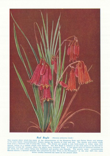 Red bugle - (blancoa, canescens)