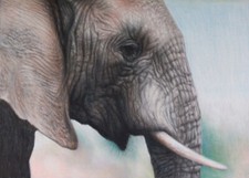 ORIGINAL WILDLIFE STUDY OF AN