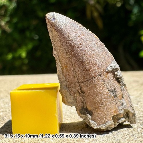Authentic majungasaurus