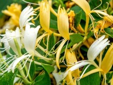 15 Japanese Honey Suckle Plant