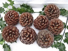 8x Large Pine Cones From Scots