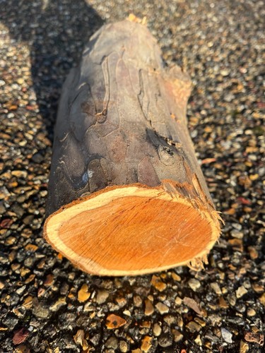 Yew wood log for - wood,