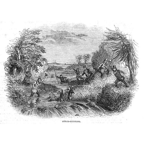 Otter hunting antique print - hunting,