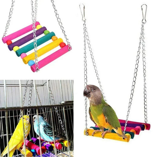 Pet bird parrot - bird, parakeet