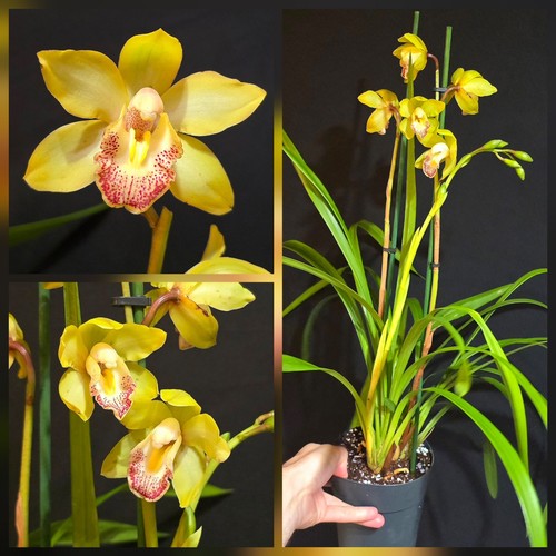 Cymbidium yellow flower - yellow., 2