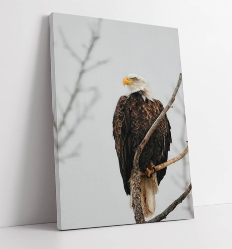Bald eagle perched - eagle, tree