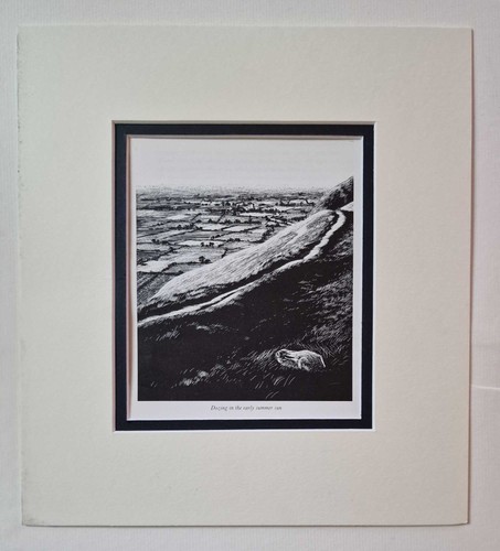 Watkins pitchford hare in - hare,