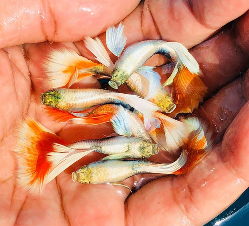 Pair live aquarium guppy - pair,