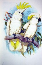 Original Old Vintage Print