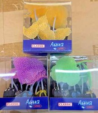 Anemone Plant tank Aquarium