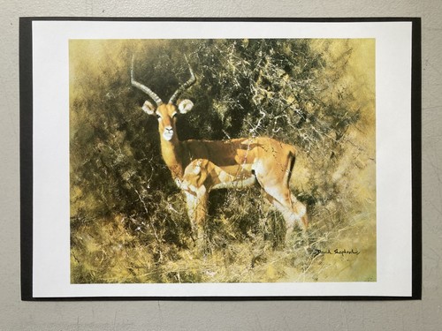 African wildlife print - african,