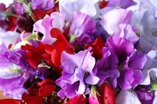 SWEET PEA ROYAL FAMILY MIX - 13 GRAM ~ APPROX 125 FLOWER SEEDS