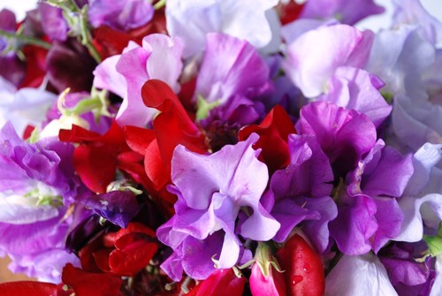 Sweet pea royal - royal, mix