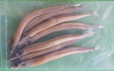 Preserved Sea Fishing Bait -