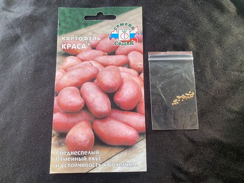 Potato russian seeds - potato,