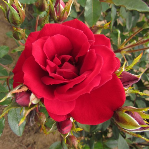 Crimson sweet dream 5 - sweet,