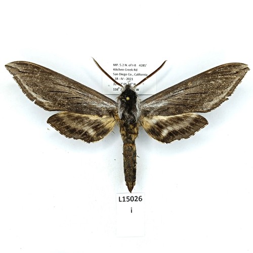 Sphingidae sphinx perelegans - sphingidae,,