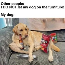 Funny golden  labrador