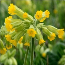 Royal Cowslip Primula Veris X