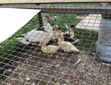 8+ Muscovy duck hatching 