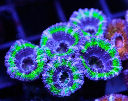 Diyreefer live coral - coral, wysiwyg