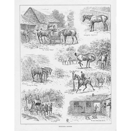 Horses summering hunters - horses,