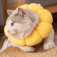 Soft Cute Sun Flower cat