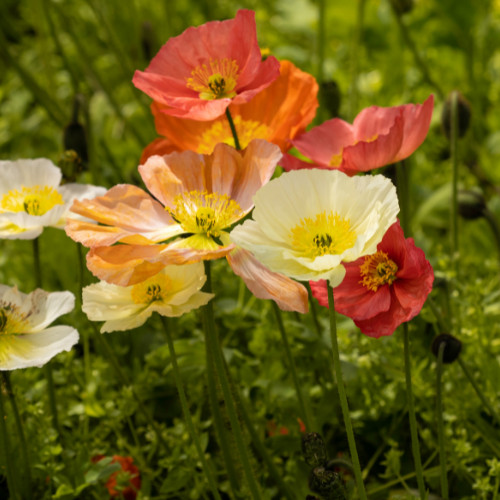 Papaver champagne bubbles - papaver,