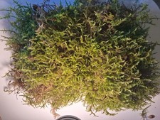Sphagnum Like Carpet Moss For Terrarium Vivarium Hanging Baskets 500g Live Fresh