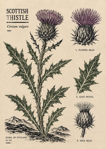 Scottish thistle print - a4,
