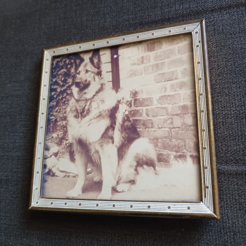 Alsatian framed photo - alsatian, german