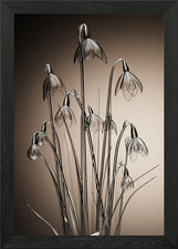Glass snowdrops Framed Wall
