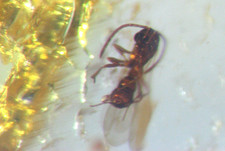 Pliocene amber kenya africa - pliocene,