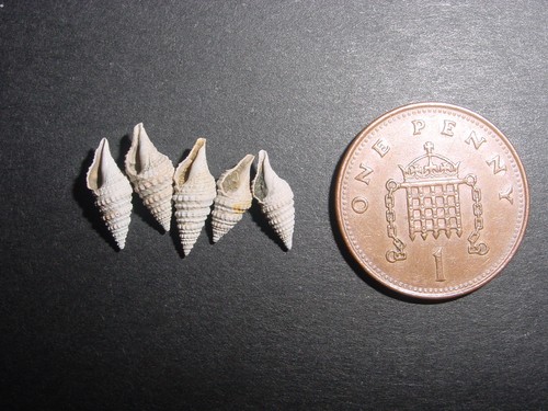 Five bartonian eocene - bartonian, gemmula