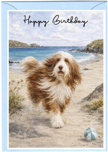 Bearded collie dog beardie - bearded,
