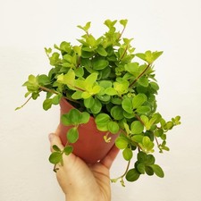 Peperomia Hanging Rotundifolia