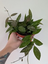 Hoya Gracilis Houseplant