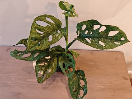 Variegated monstera adansonii - variegated,