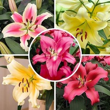 6 Gant Mix Tree Lily Bulb