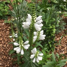 Physostegia Virginiana 'Crown