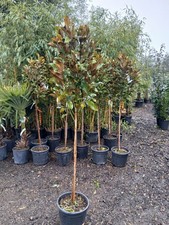 Magnolia grandiflora 20L 180cm